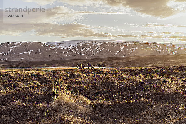 Iceland  Icelandic horses in the evening