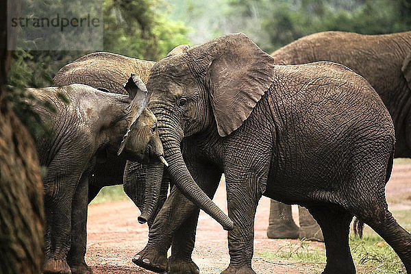 Uganda  Kigezi National Park  Young elephants playing together