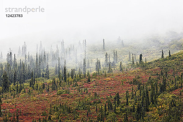 USA  Alaska  autumn in Denali National Park