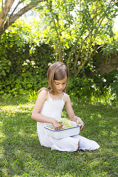 Little girl sitting on meadow in the garden with bowl of picked elderflowers