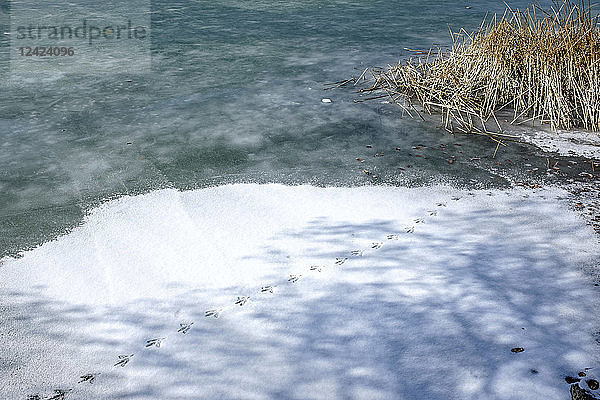 Frozen lake  animal tracks in snow  lake shore