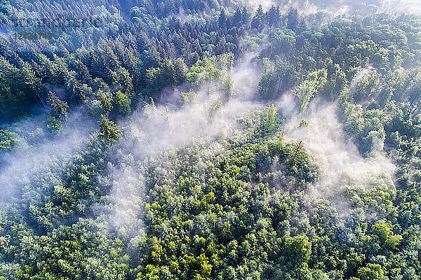 Germany  Baden-Wuerttemberg  Swabian Alb  Aerial view of Schurwald  morning fog