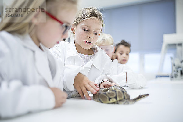 Pupils in science class examining snake
