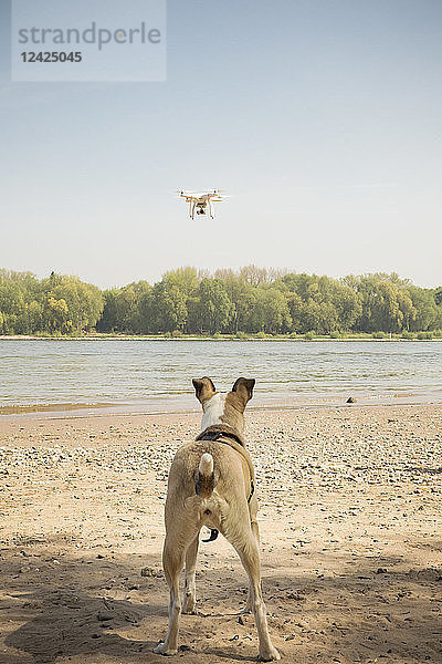 Dog watching drone flying at a river