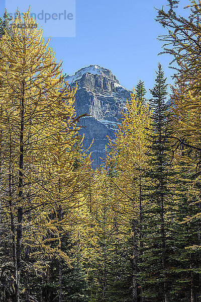 Kanada  Alberta  Banff  Bäume und Berggipfel im Banff-Nationalpark