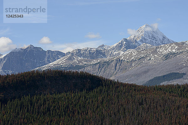 Kanada  Alberta  Jasper  Schneebedeckte Berge und Wald im Jasper National Park