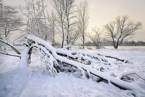 Schnee auf umgestürztem Baum