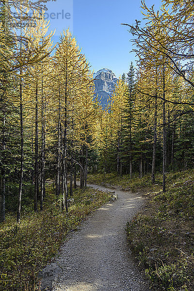 Kanada  Alberta  Banff  Wanderweg durch den Wald im Banff National Park