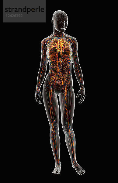 Computergenerierte Illustration des weiblichen Herzens und des kardiovaskulären Systems