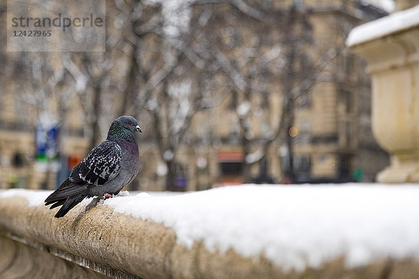 Einzelne Taube  die im Winter auf einem Sims sitzt  Paris  Frankreich