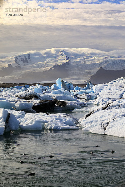 Majestätische Aussicht mit schwimmenden Robben in der Gletscherlagune Jokulsarlon  Island