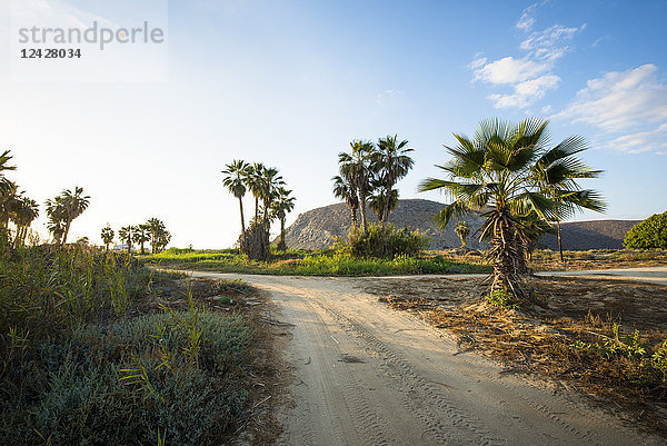 Blick auf Palmen und unbefestigte Straße  El Pescadero  Baja California Sur  Mexiko