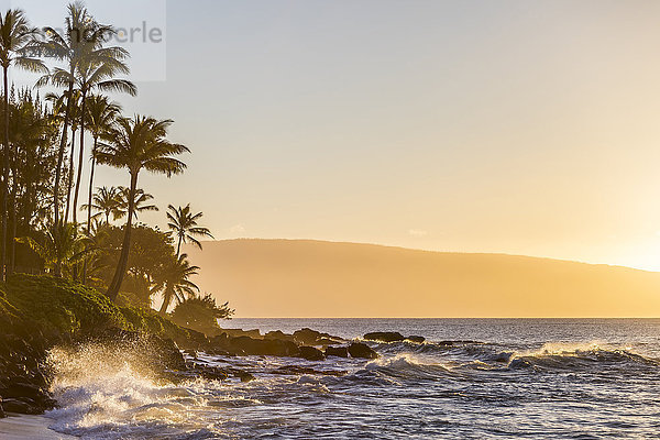 Blick auf Palmen am Meeresufer bei Sonnenuntergang  Lahaina  Maui  Hawaii  USA