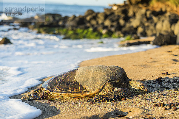 Schöne Naturaufnahme einer einzelnen Meeresschildkröte am Strand  Lahaina  Maui  Hawaii  USA