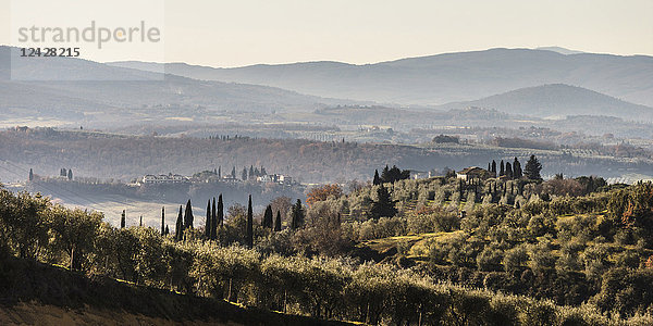 Typische toskanische Landschaft mit Olivenhainen.