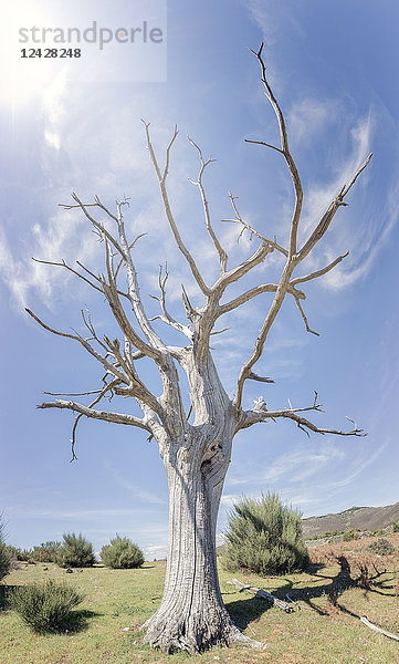 Blick auf einen weißen  trockenen Baum aufgrund von Trockenheit  Sierra de Bejar  Salamanca  Spanien