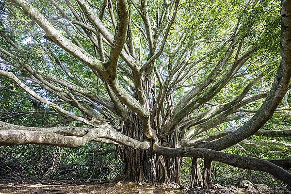 Blick auf einen Banyanbaum  Maui  Hawaii-Inseln  USA