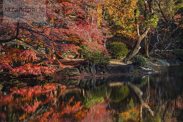 Schöne Landschaft mit Spiegelung der Herbstfarben im Teich im öffentlichen Garten von Shinjuku Gyo-en in Tokio  Japan