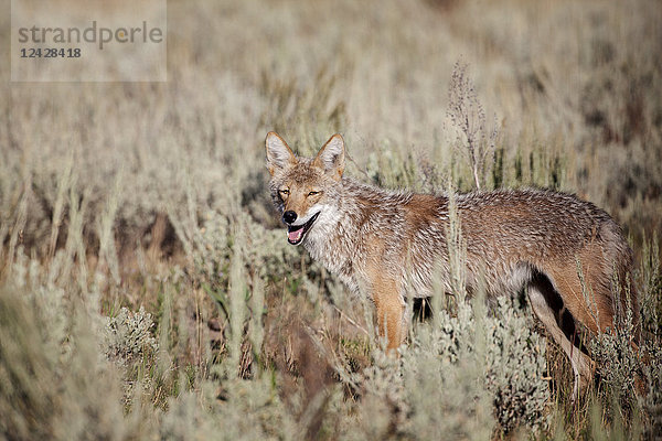 Kojote (Canis latrans) steht auf einer Wiese und schaut in die Kamera  Jackson Hole  Wyoming  USA