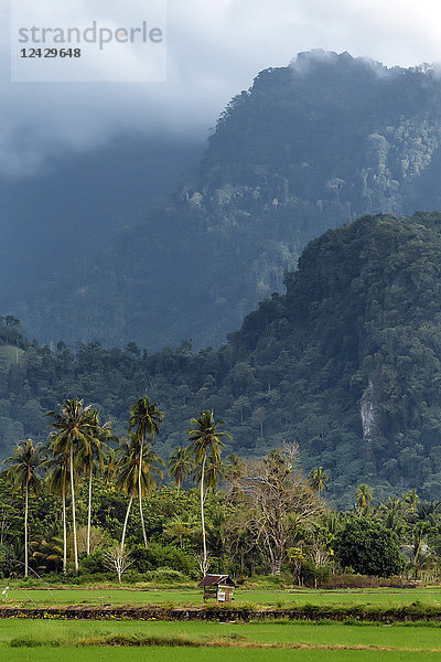 Schöne Naturlandschaft mit Palmen und Bergen  Banda Aceh  Sumatra  Indonesien