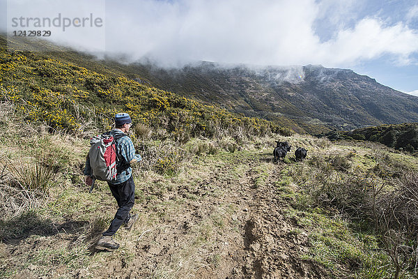 Rückansicht eines einzelnen männlichen Rucksacktouristen beim Wandern auf dem Mount Herbert Trail kurz vor Christchurch  Canterbury  Neuseeland