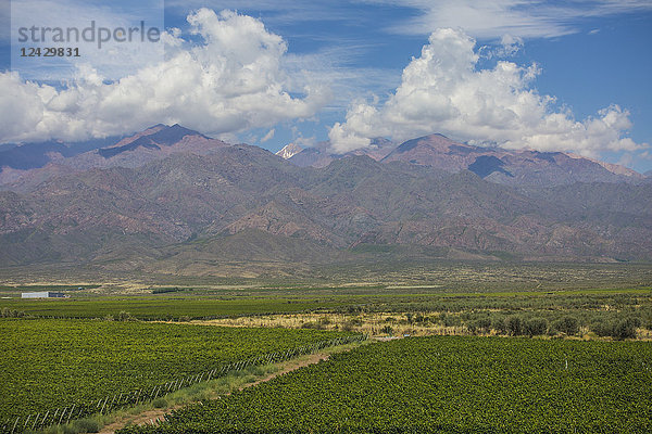 Überblick über einen Weinberg mit Bergen im Hintergrund  Mendoza  Argentinien