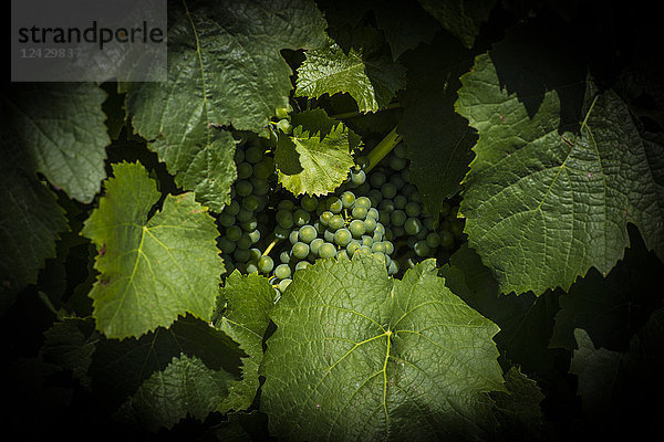 Nahaufnahme von Weintrauben in einem Weinberg in Mendoza  Argentinien