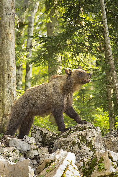 Ein weiblicher wilder Braunbär in einem Wald in der Region Notranjska in Slowenien. Dieses Gebiet ist bekannt für faszinierende Karstphänomene wie den Cerknica-See  den größten intermittierenden See der Welt  und die Krizna-Jama-Höhle  eine Karsthöhle mit einer Kette unterirdischer Seen. Natürlich darf man auch die Wälder des Dinarischen Karstes nicht außer Acht lassen  die den Populationen von Braunbär  Luchs  Wolf  Uralkauz und Dreizehenspecht Schutz bieten.