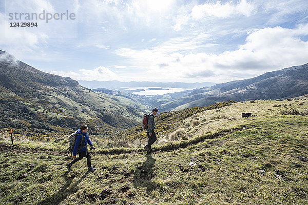 Seitenansicht von zwei Rucksacktouristen  die in natürlicher Umgebung auf dem Mount Herbert Trail wandern  Christchurch  Canterbury  Neuseeland