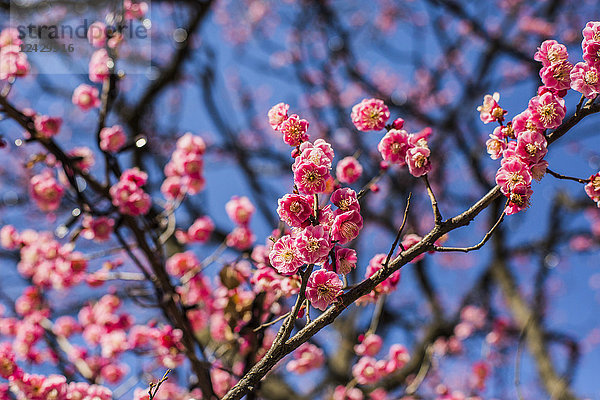 Nahaufnahme einer Kirschblüte auf einem Zweig eines Baumes  Tokio  Japan