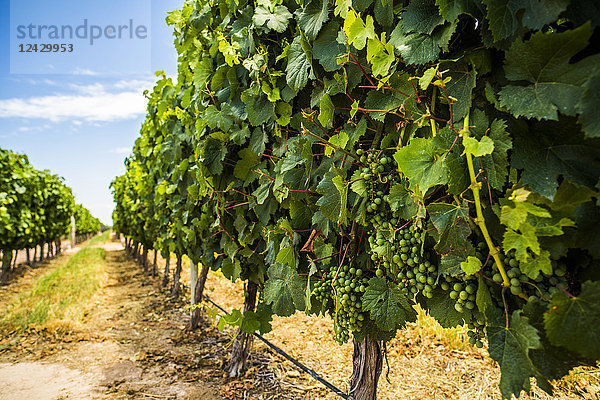 Weintrauben in einem Weinberg in Mendoza  Argentinien