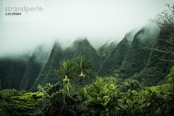 Schöne natürliche tropische Landschaft mit Nebel über Bergen und Palmen  Kaneohe  Oahu  Hawaii-Inseln  USA
