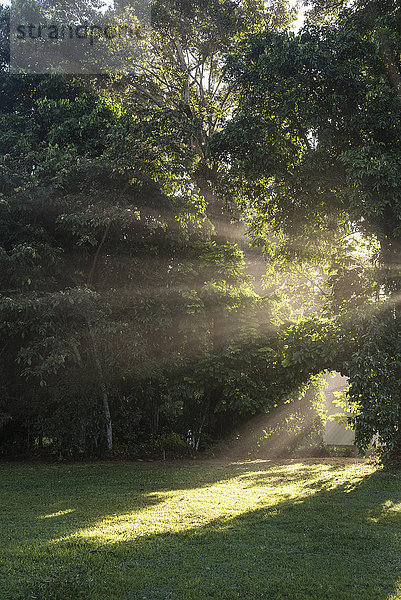 Wunderschöne Naturlandschaft mit Sonnenstrahlen  die zwischen den Bäumen des Atlantischen Regenwaldes hindurch scheinen  Ökologisches Reservat Guapiacu  Rio de Janeiro  Brasilien
