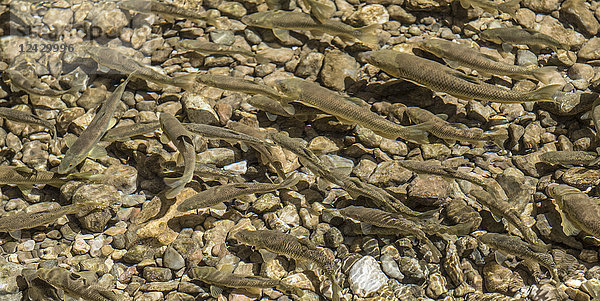 Heilige Fische schwimmen im Wasser der Todra-Schlucht  Tinghir  Marokko