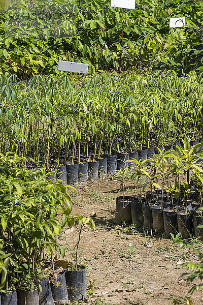 Setzlinge für ein ökologisches Wiederaufforstungsprojekt  ökologisches Reservat des Atlantischen Regenwaldes auf dem Lande in Rio de Janeiro bei Guapiacu  Brasilien