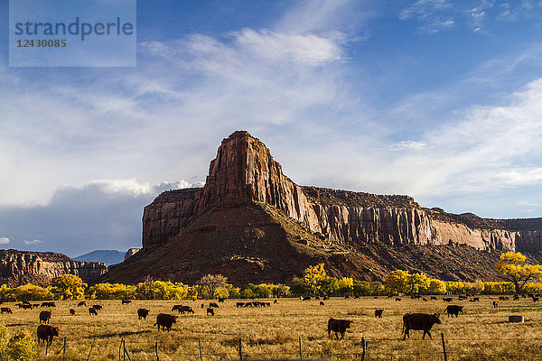 Wunderschöne Naturlandschaft mit grasenden Kühen neben einem Felsvorsprung in Indian Creek  Utah  USA