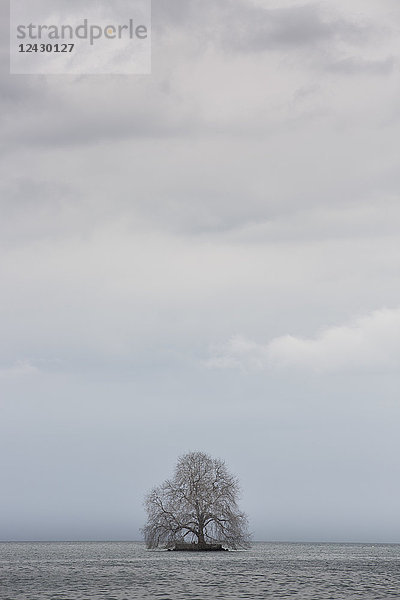 Bedeckter Himmel über einem einzelnen Baum über Wasser  Montreux  Kanton Waadt  Schweiz