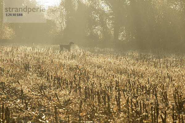 Seitenansicht eines einzelnen deutschen Kurzhaar-Vorstehhundes im Feld