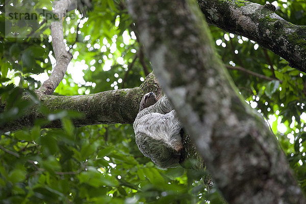 Faultier in einem Baum im Manuel Antonio National Park