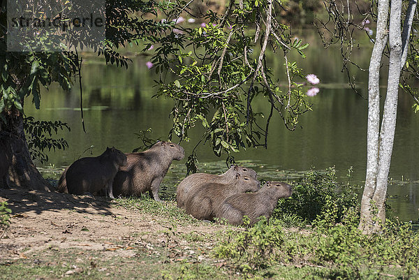 Gruppe von Wasserschweinen (Hydrochoerus hydrochaeris) an einem schönen See mit wilder Naturlandschaft  ökologisches Reservat des Atlantischen Regenwaldes auf dem Lande in Rio de Janeiro bei Guapiacu  Brasilien