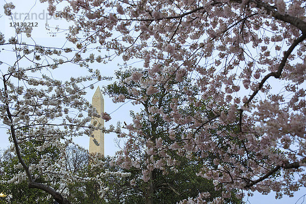 Kirschblüten säumen das Tidal Basin in der Nähe der National Mall und des Jefferson Memorials in Washington D.C.  USA