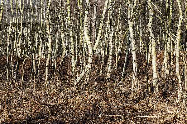 Dicke Birken im Winter  mit blassen gedrehten und geraden Stämmen.