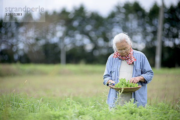 Ältere Frau mit grauen Haaren steht in einem Garten  hält einen Korb mit frischem Gemüse und schaut nach unten.