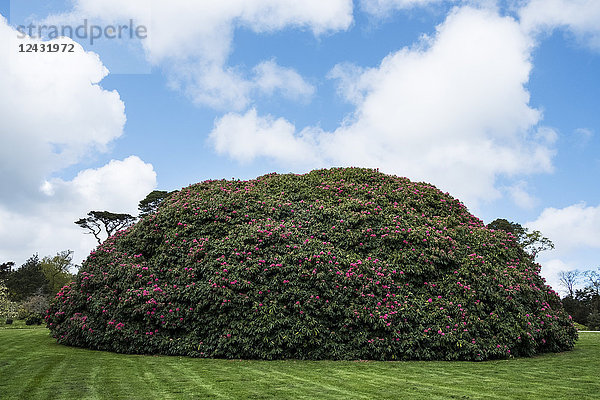 Garten mit frisch gemähtem Rasen und großen runden Rhododendron mit rosa Blüten unter bewölktem Himmel.