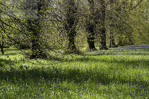 Landschaftsansicht mit Baumreihe und Teppich aus blauen Wildblumen.
