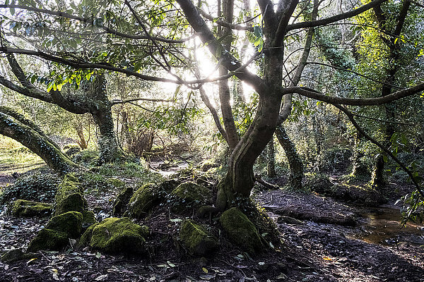 Ein Waldboden mit moosbedeckten Felsen und verdrehten Baumstämmen mit freiliegenden Wurzeln  Linsenreflexe und Sonnenfilterung durch Zweige mit neuem grünen Blattwuchs.