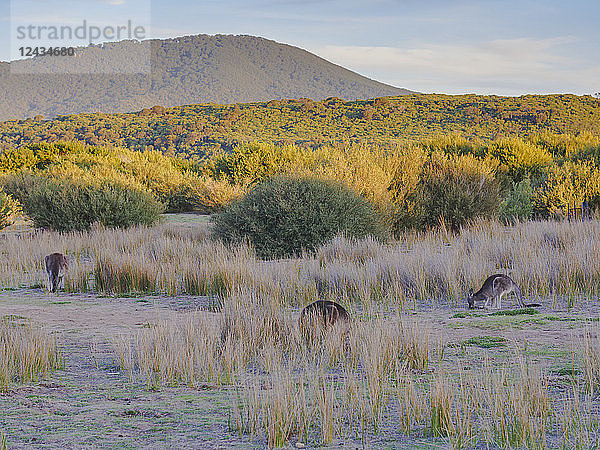 Wilde Kängurus im Wilsons Promontory National Park  Victoria  Australien  Pazifik