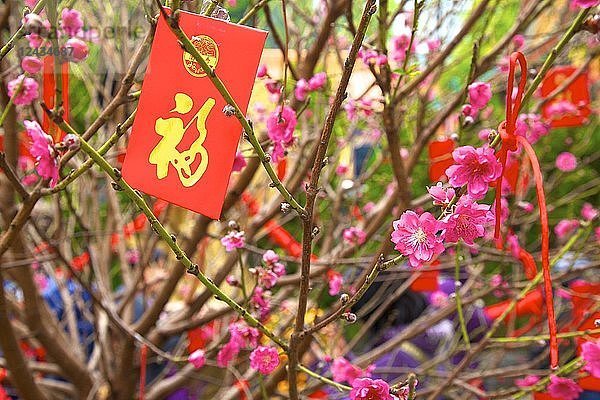 Kirschblütenbäume mit roten Lai-See-Umschlägen zum chinesischen Neujahr  Hongkong  China  Asien