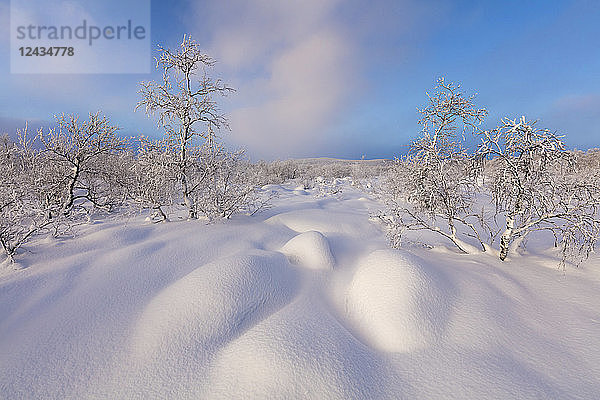 Mit Schnee bedeckte Bäume  Muonio  Lappland  Finnland  Europa