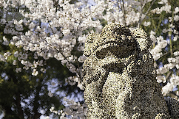 Kirschblüte und Löwenstatue am Ikuta Jinja-Schrein  Kobe  Kansai  Japan  Asien